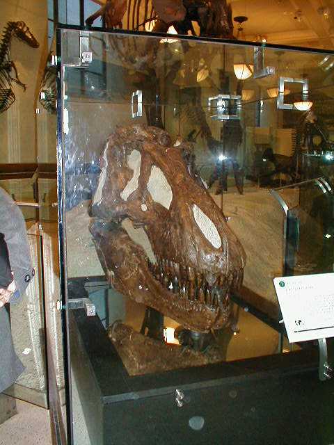 Actual T-Rex head